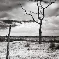 Buy canvas prints of Lonely tree in the bleak mid winter by Stephen Mole