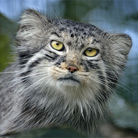 Buy canvas prints of Tula the Pallas Cat by Stephen Mole