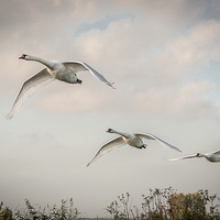 Buy canvas prints of  Three swans in flight by Stephen Mole