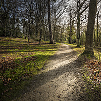Buy canvas prints of Woodland Walk at Fairhaven by Stephen Mole