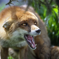 Buy canvas prints of Fox at the British Wildlife Centre by Stephen Mole