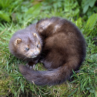 Buy canvas prints of An angry looking mink by Stephen Mole
