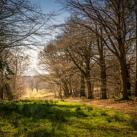 Buy canvas prints of Through the woods by Stephen Mole