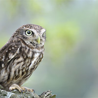 Buy canvas prints of Little Owl in tree by Stephen Mole
