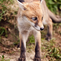 Buy canvas prints of Baby Fox by Stephen Mole