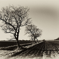 Buy canvas prints of Bare trees in Norfolk by Stephen Mole