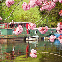 Buy canvas prints of Houseboat in spring by Stephen Mole