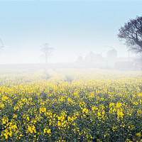 Buy canvas prints of A foggy morning over a field of rape by Stephen Mole