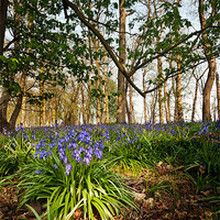 Buy canvas prints of Blue Bells at Blickling by Stephen Mole
