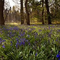 Buy canvas prints of Bluebell wood by Stephen Mole