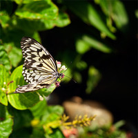 Buy canvas prints of Tree Nymph butterfly by Stephen Mole