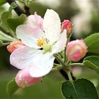 Buy canvas prints of Apple Blossom by Jean Scott