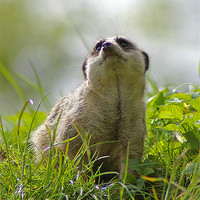 Buy canvas prints of Compare the Meerkat by allen martin