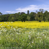 Buy canvas prints of Rapeseed Fields by James Rowland