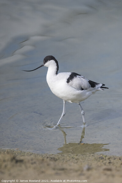 Avocet Picture Board by James Rowland