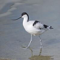 Buy canvas prints of Avocet by James Rowland
