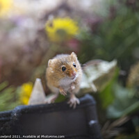 Buy canvas prints of Dormouse by James Rowland