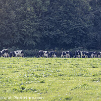 Buy canvas prints of Cows by James Rowland