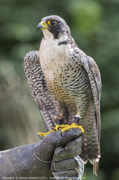 Peregrine Falcon Looking Picture Board by James Rowland