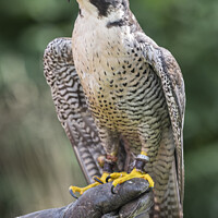 Buy canvas prints of Peregrine Falcon Looking by James Rowland