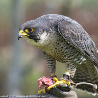 Buy canvas prints of Peregrine by James Rowland