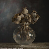 Buy canvas prints of Dried Poppy Still Life by James Rowland