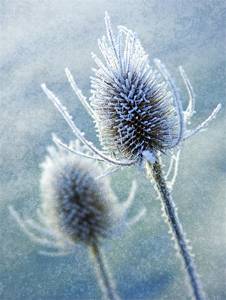 Wintery Teasles Picture Board by James Rowland
