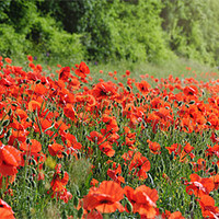 Buy canvas prints of June Poppies by James Rowland