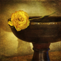 Buy canvas prints of A single rose by James Rowland