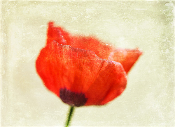 Lone Poppy Picture Board by James Rowland