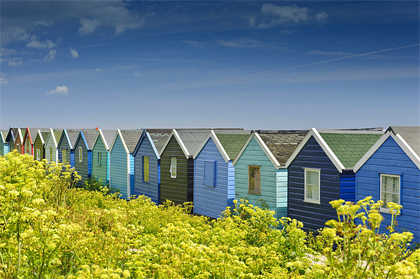 Beach huts in Springtime Picture Board by James Rowland