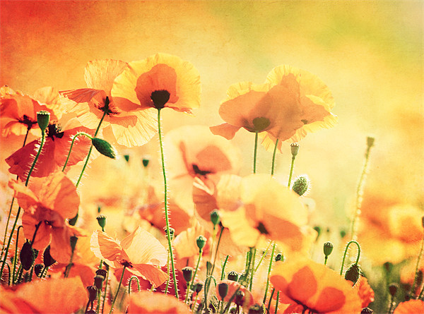 Sunlit Poppies Picture Board by James Rowland