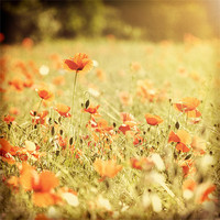 Buy canvas prints of Vintage Poppy Field by James Rowland