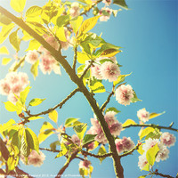 Buy canvas prints of Vintage Blossom by James Rowland