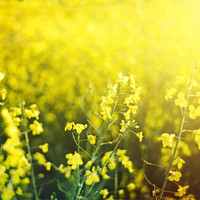 Buy canvas prints of Rapeseed fields by James Rowland