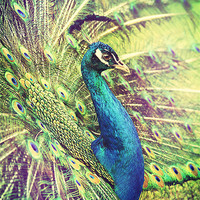 Buy canvas prints of Proud Peacock by James Rowland