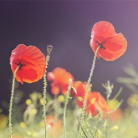 Buy canvas prints of Sunlit Poppies by James Rowland