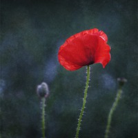 Buy canvas prints of Poppy on a Dark Backround by James Rowland