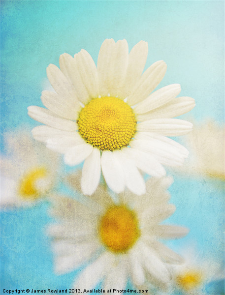 Oxeye Dasies Picture Board by James Rowland