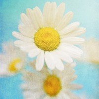 Buy canvas prints of Oxeye Dasies by James Rowland