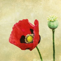 Buy canvas prints of Poppy against the wall by James Rowland