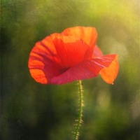 Buy canvas prints of Poppy in the field by James Rowland