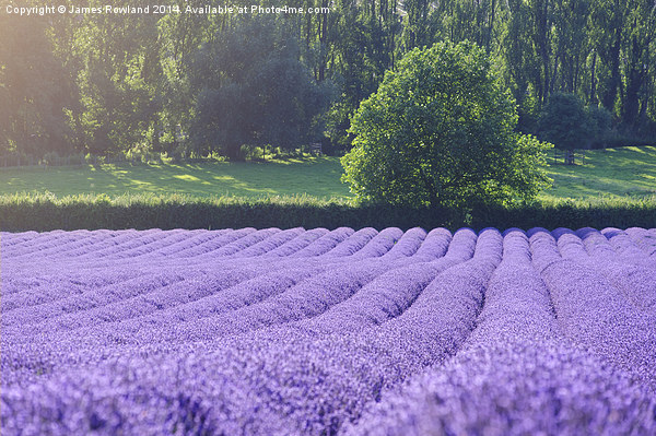 Rows of Lavender Picture Board by James Rowland