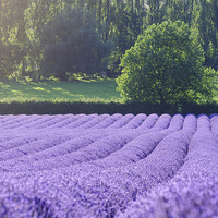 Buy canvas prints of Rows of Lavender by James Rowland