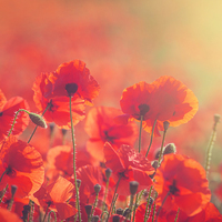 Buy canvas prints of Poppies by James Rowland