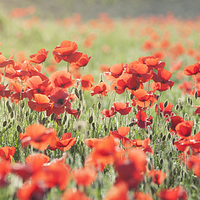 Buy canvas prints of Poppy Field by James Rowland