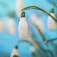 Buy canvas prints of  Snowdrop by James Rowland