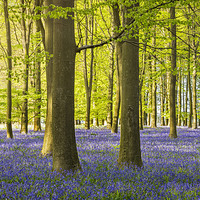 Buy canvas prints of  Woodland Bluebells by James Rowland