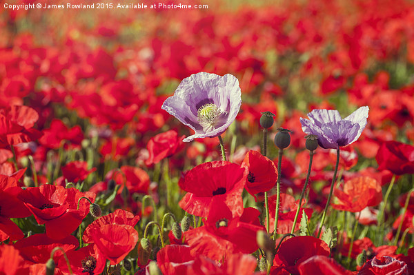  Purple & Red Poppies Picture Board by James Rowland