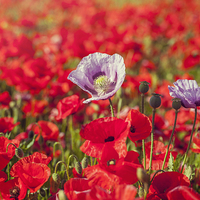 Buy canvas prints of  Purple & Red Poppies by James Rowland